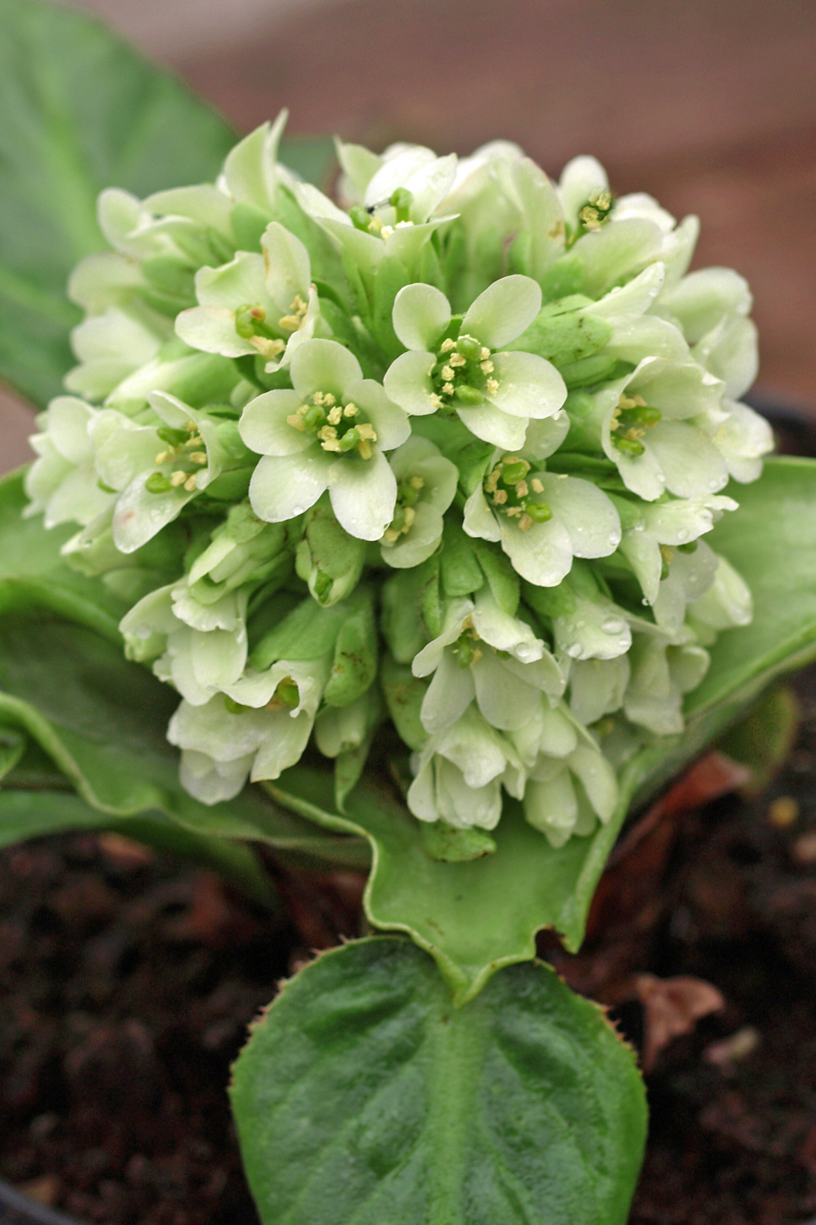 Herttavuorenkilpi, ruukkutaimi